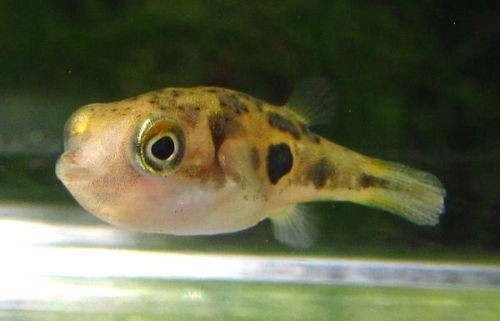 Pea puffer live freshwater - pea,