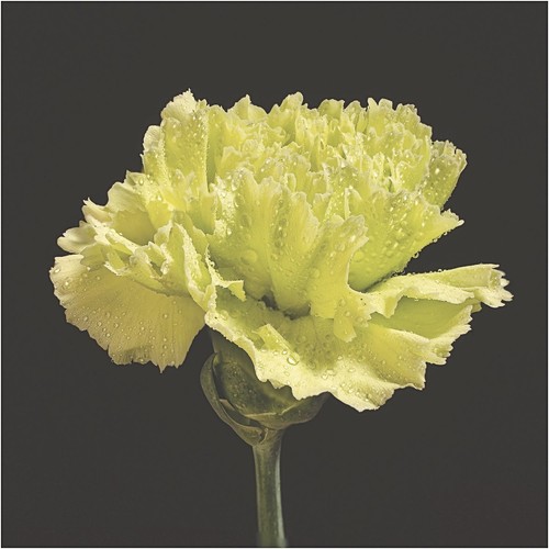 Carnation dianthus chabaud - dianthus,