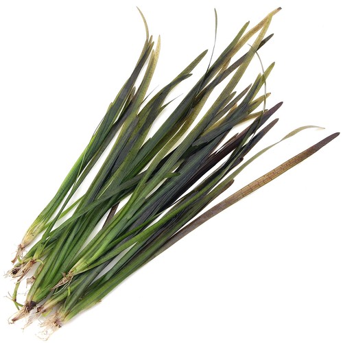 Vallisneria spiralis leopard - spiralis,