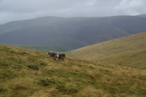 Photo sheep mungrisdale - a3,