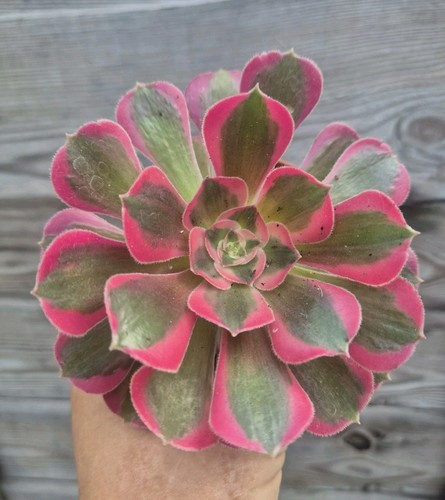 Aeonium pink lady rare - aeonium,