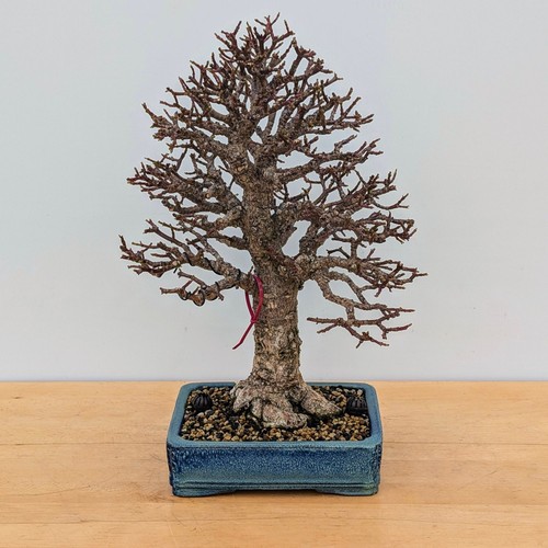 Super rare frank yee corkbark - frank,