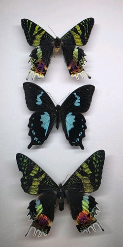 Real butterfly moth - butterfly/moth, trio