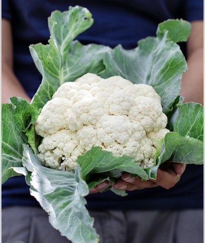 Cauliflower boris plug - cauliflower,