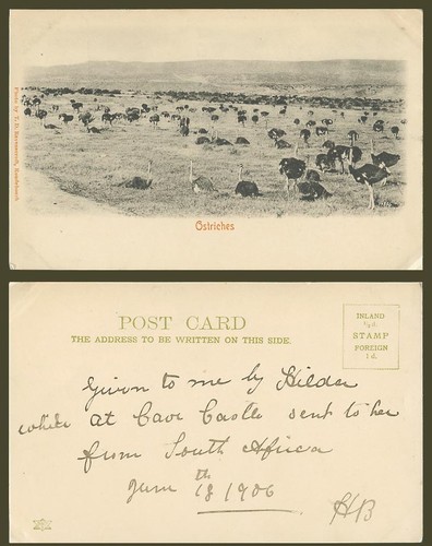 Ostrich ostriches birds - ostrich,