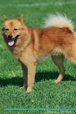 Finnish spitz affirmations - finnish,
