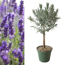 Lavender angustifolia Lollipop