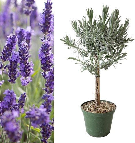 Lavender angustifolia lollipop - lavender,
