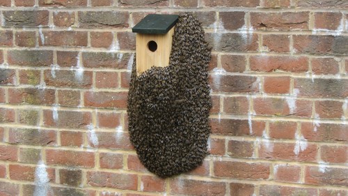 Tubes honey bee swarm - 3,