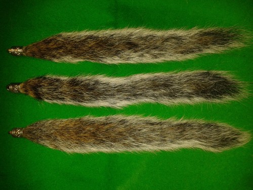 One grey squirrel tail furry - tail,