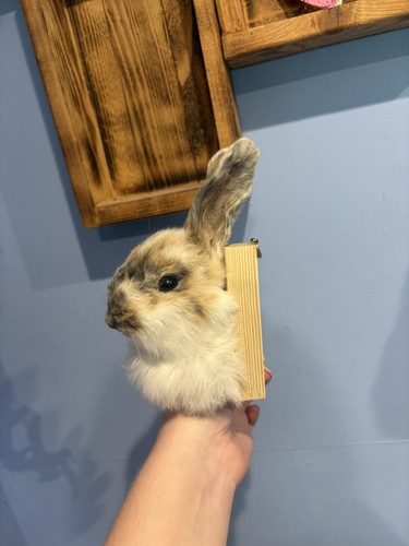 Taxidermy rabbit wall hanging - wall,