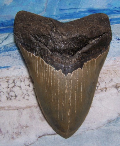 Megalodon shark tooth - megalodon, 8