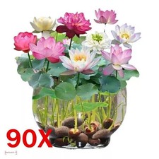 90 Seeds Lotus Mix Flower Seed