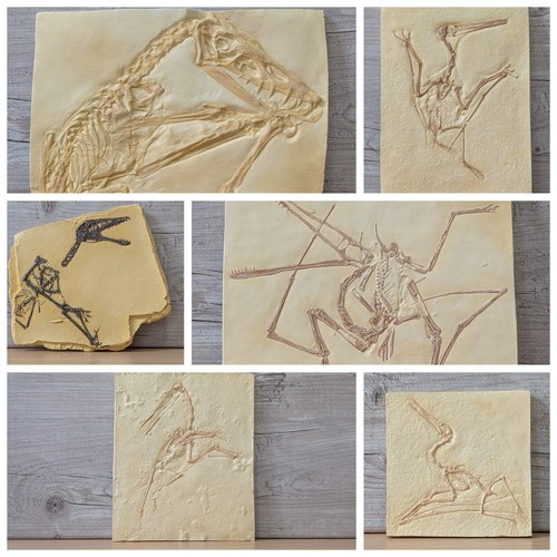 Pterosaur skeleton replicas - pterosaur,