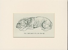BULLDOG LOVELY OLD 1936 DOG