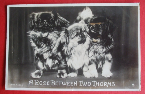Old dog rppc - dog, comic