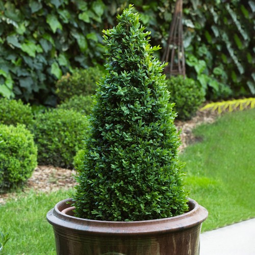 Garden topiary boxwood - topiary,
