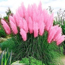 Pink Pampas Grass Seed