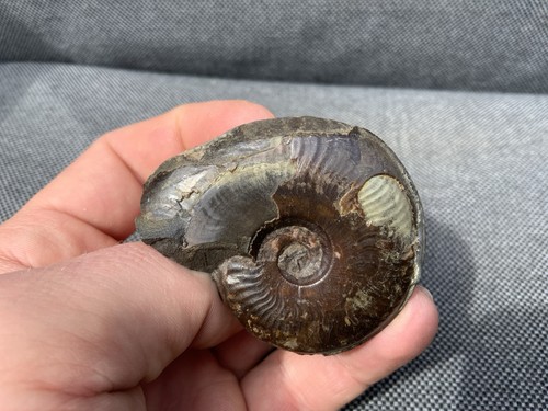 Fossil ammonite eleganticeras - ammonite,