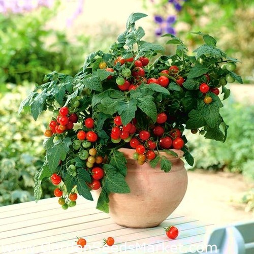 Balconi tomato plug plants - balconi,