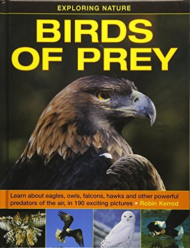 Birds prey exploring - of,