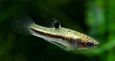 1 Pair of Heterandria formosa (Dwarf Live bearer) for Freshwater Aquariums