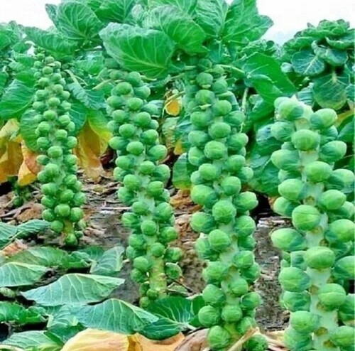 Brussels sprouts plug - brussels,
