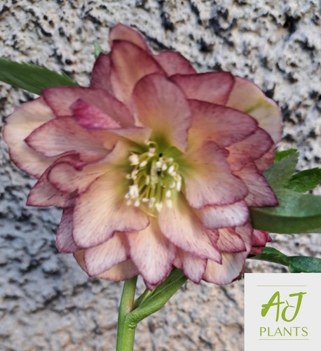 Helleborus orientalis double - helleborus,