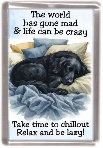 Flatcoated retriever dog - retriever,