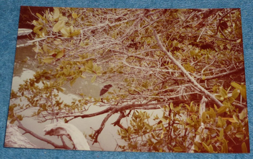 1982 photo finch perched - 1982,