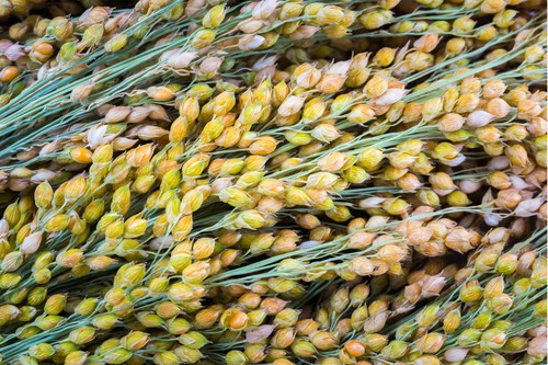 Mile seeds graminacea - -,