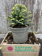 Coast Redwood 🌲 Sequoia