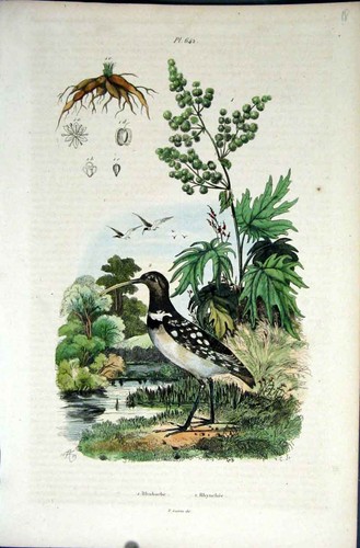 Original old antique print - original,