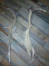 Stag Antlers