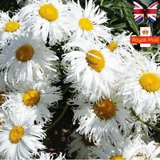 CRAZY DAISY 30 SEEDS PERENNIAL