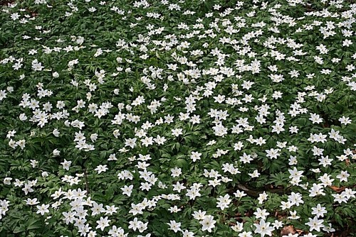 Photo 6x4 windflowers anemone - 6x4,