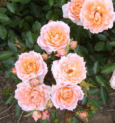 Flower power potted standard - flower, power'