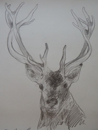 Pencil stag drawing sketch - stag,