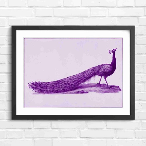 Peacock vintage art purple - peacock,