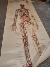 Vintage Human Anatomy Body Wall Chart Poster Medical training aid . 63.inches 