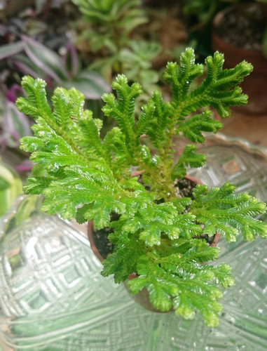 Selaginella martens clubmoss - selaginella,