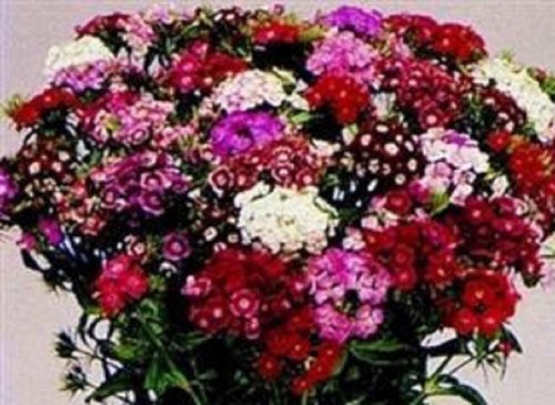 Sweet william medium - sweet, -plug