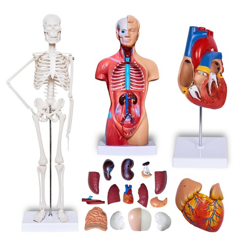 Human anatomical model kit - human,