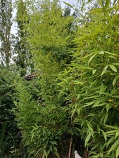 Very Large Bamboo Very