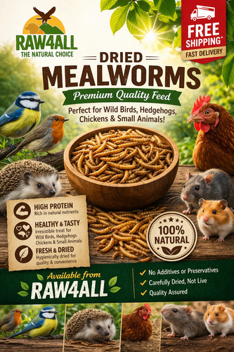 Dried mealworms premium - mealworms,