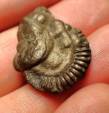 Pyrite ammonite fossil Crucilobiceras (26mm) Charmouth Jurassic Coast Fossils UK