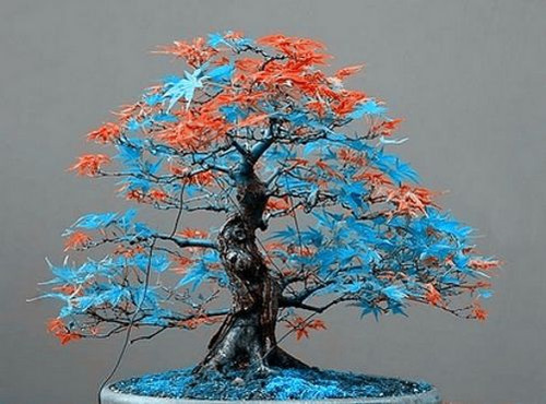 Blue orange leaf - leaf, japanese
