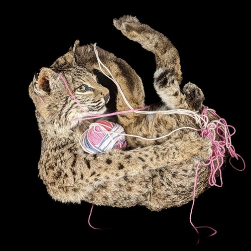 Bobcat kitten yarn taxidermy - &,