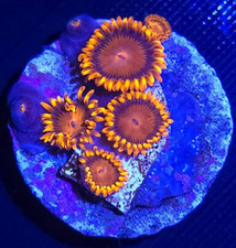 Aquacultured bam zoa - bam,