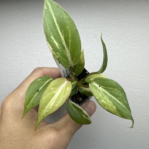 Philodendron gloriosum - philodendron,